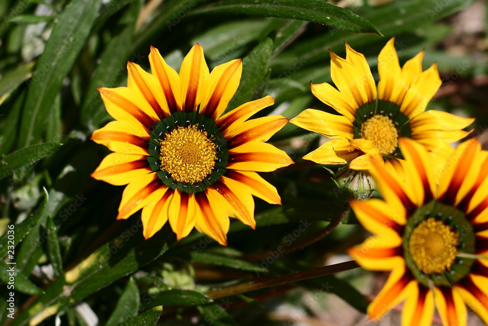 corsican flower closeup corsican flower closeup