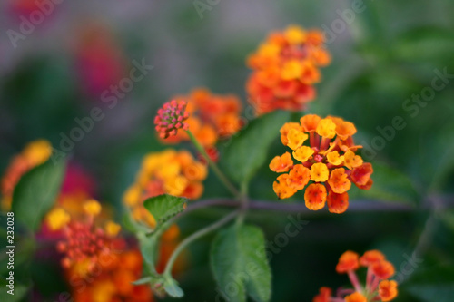 corsican flower closeup