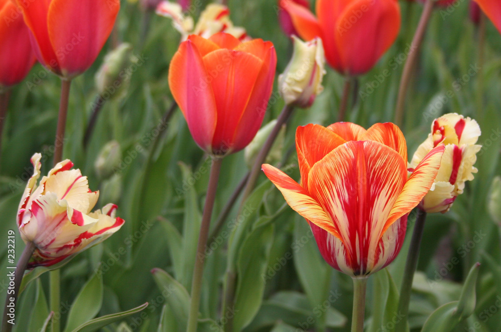 Tulpen in roten Variationen