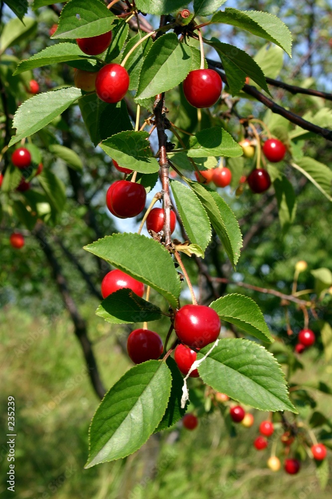 cherry