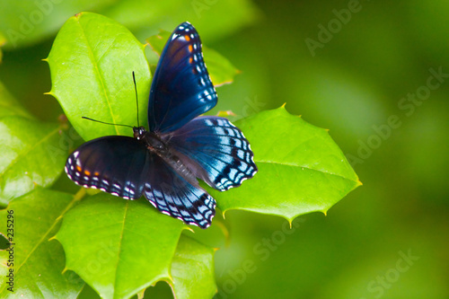 butterfly9562.jpg