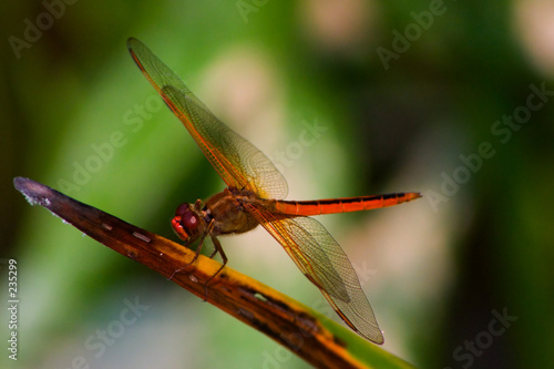 drgfly9548.jpg