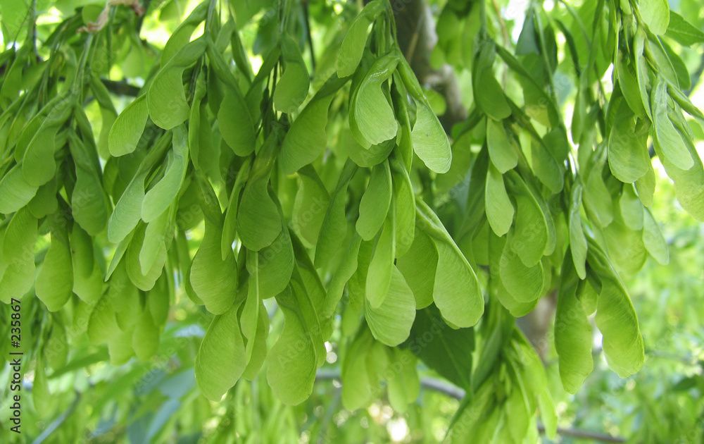 maple seeds maple seeds
