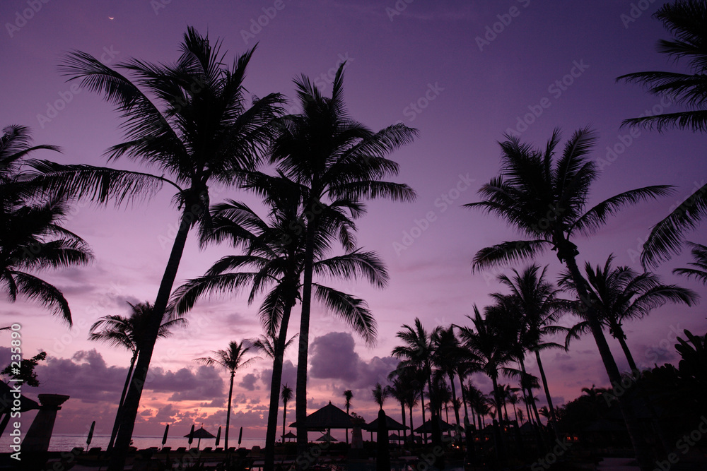 coconut tree at sunrise
