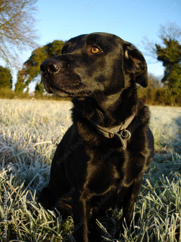 black dog 01 black dog 01