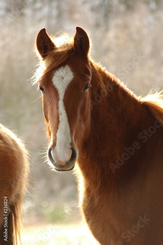 chevaux des monts du lyonnais