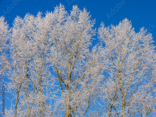 poplar under the hoar-frost