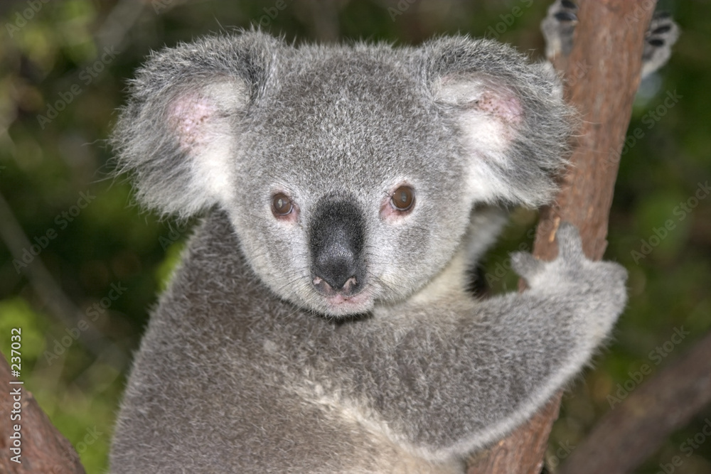 Obraz premium young koala