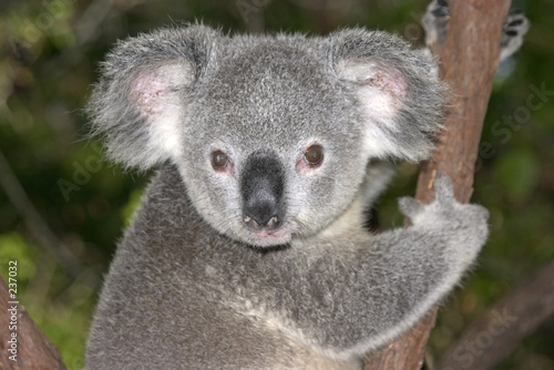 young koala