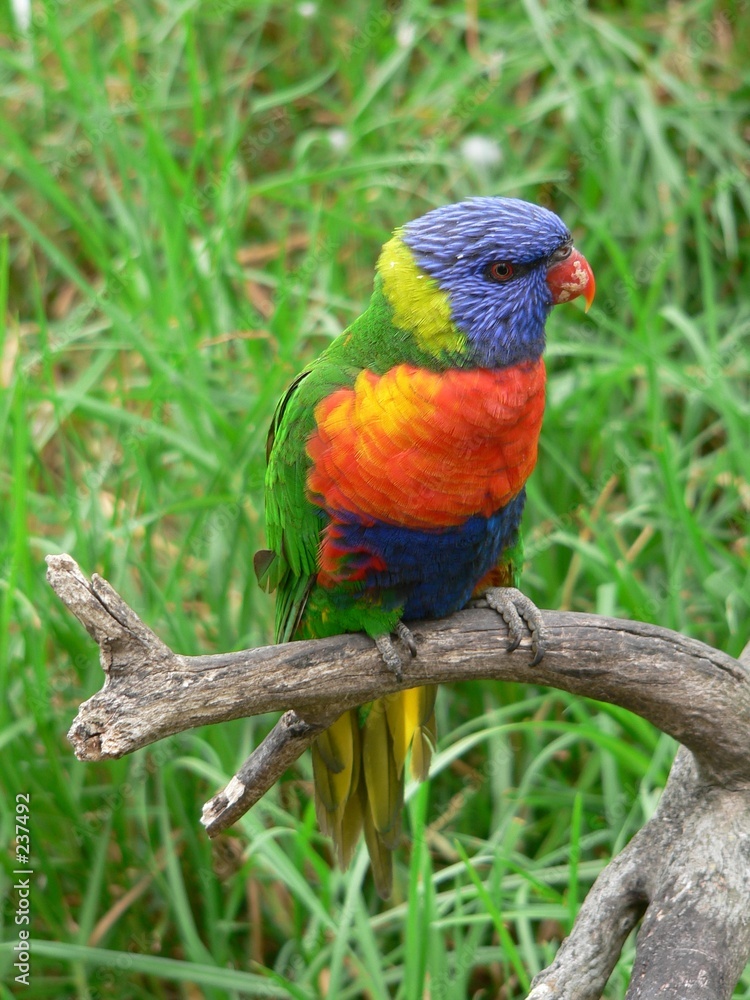 rainbow lorikeet