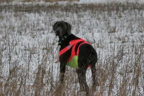 Obraz na plátne dog hunting in snow covered field