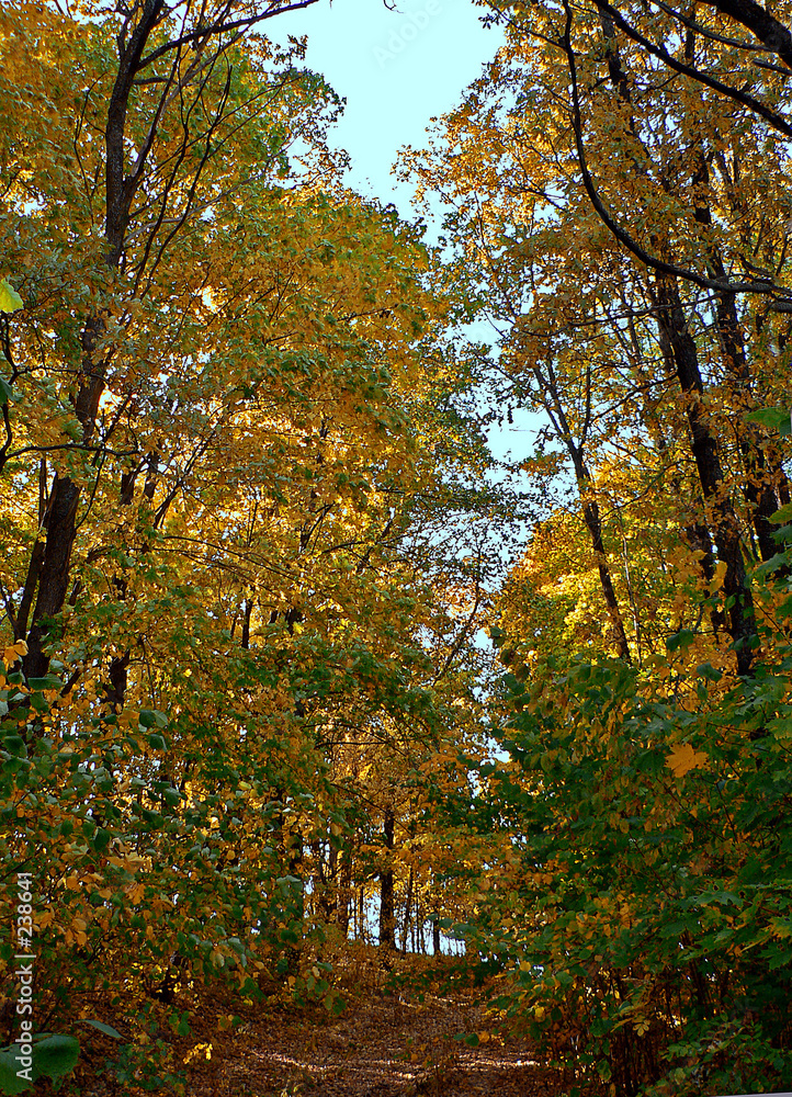 Fototapeta premium las