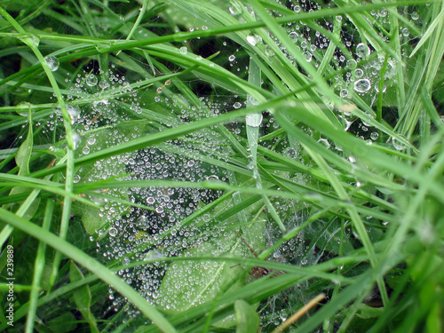 Fotobehang dew on grass