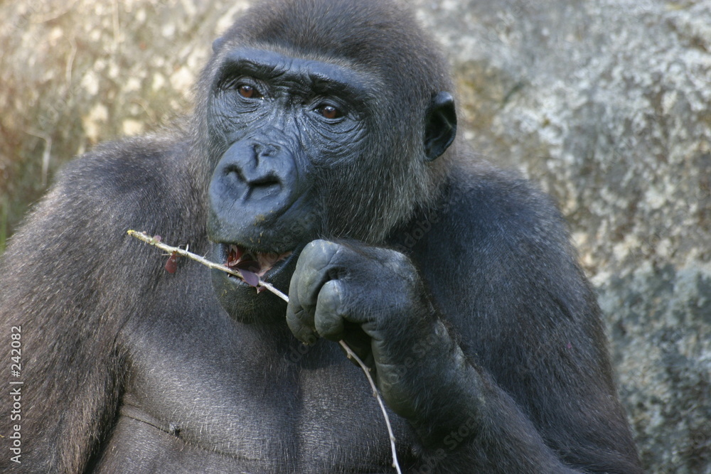 Obraz premium gorilla