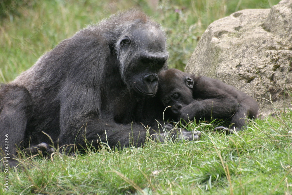 gorillamama mit baby