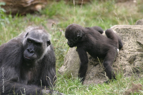 gorillababy mit mutter