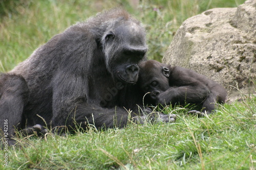 gorillamama mit baby © Martina Berg