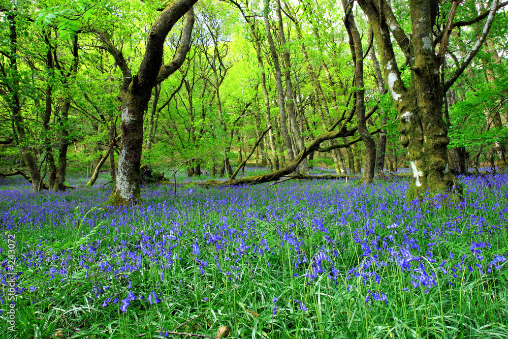 Fotografie the ancient bluebell forest