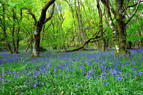 Fotografie the ancient bluebell forest