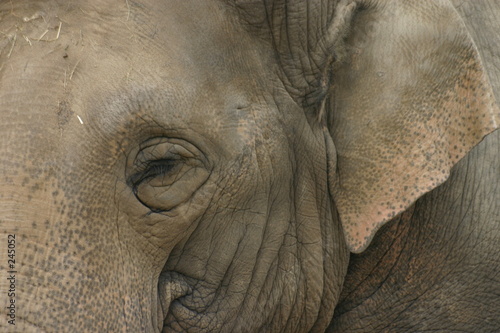 afrikanischer elefant