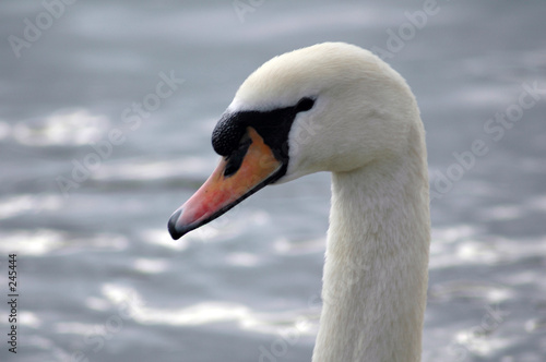 cygne