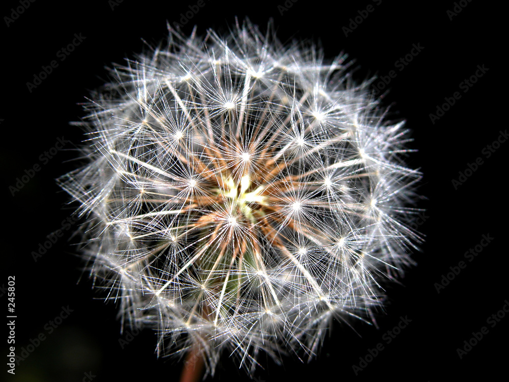 Fototapeta premium seeds of a flower