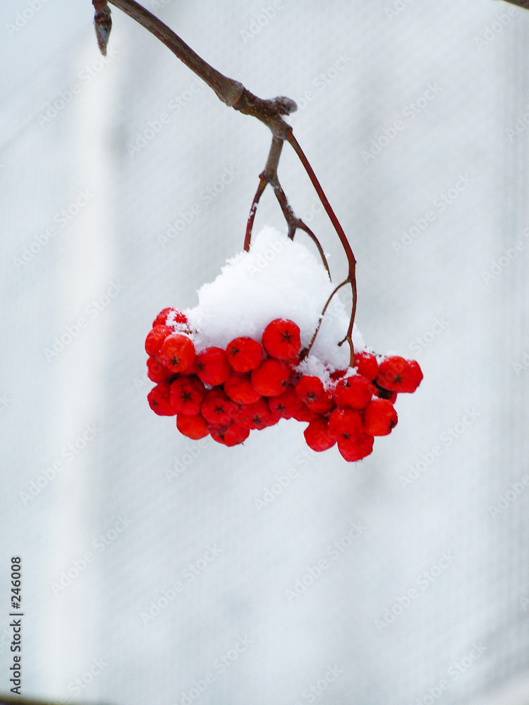 winter snow ashberry