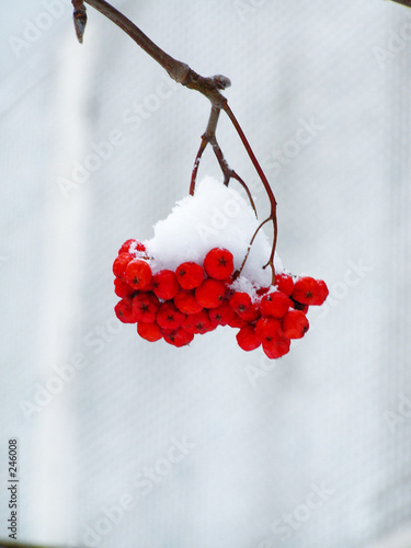 Obraz na płótnie winter snow ashberry w salonie