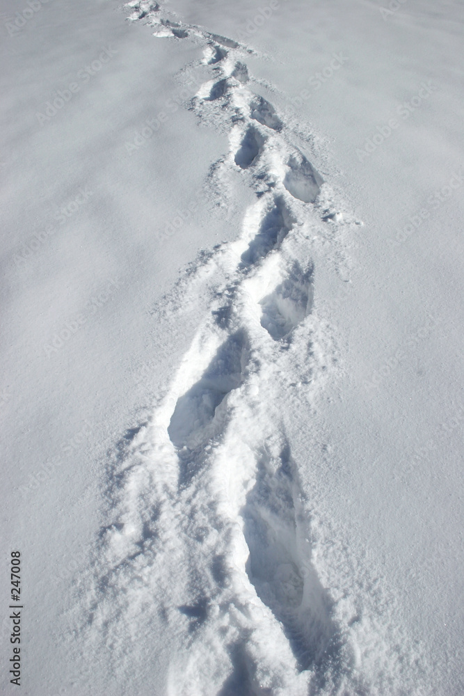 walking in the snow walking in the snow