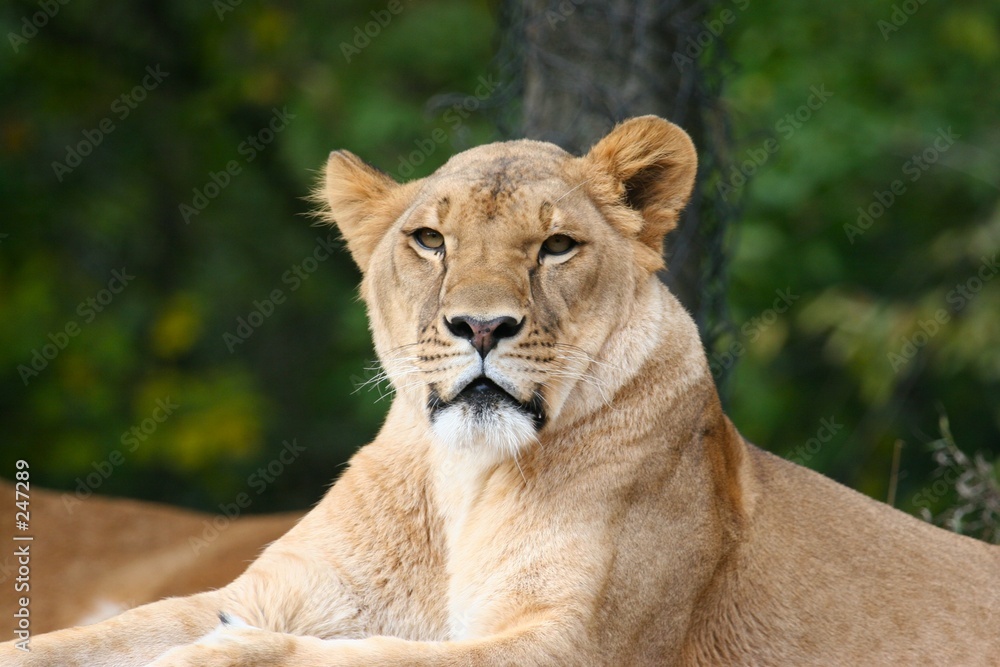 Fototapeta premium lioness