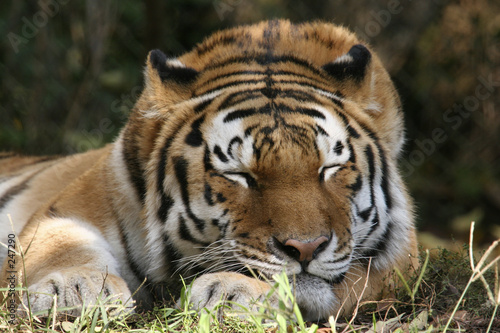 Fototapeta Naklejka Na Ścianę i Meble -  siberian tiger