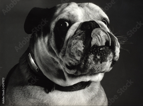 bull-dog 2