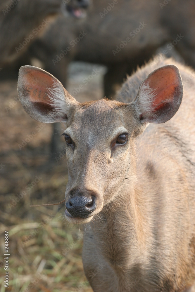faon sambar faon sambar