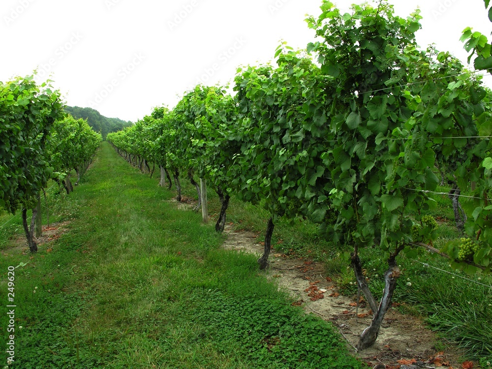 grapevines at a vineyard.