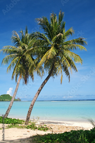 two coconut trees
