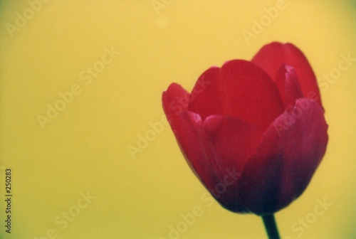 red tulip