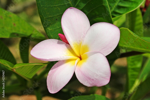 pink plumeria