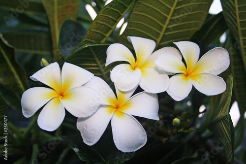 white plumeria