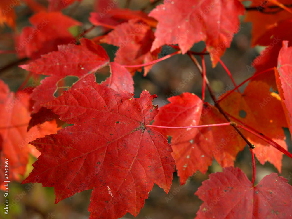maple leaves maple leaves