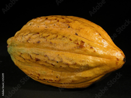 cabosse