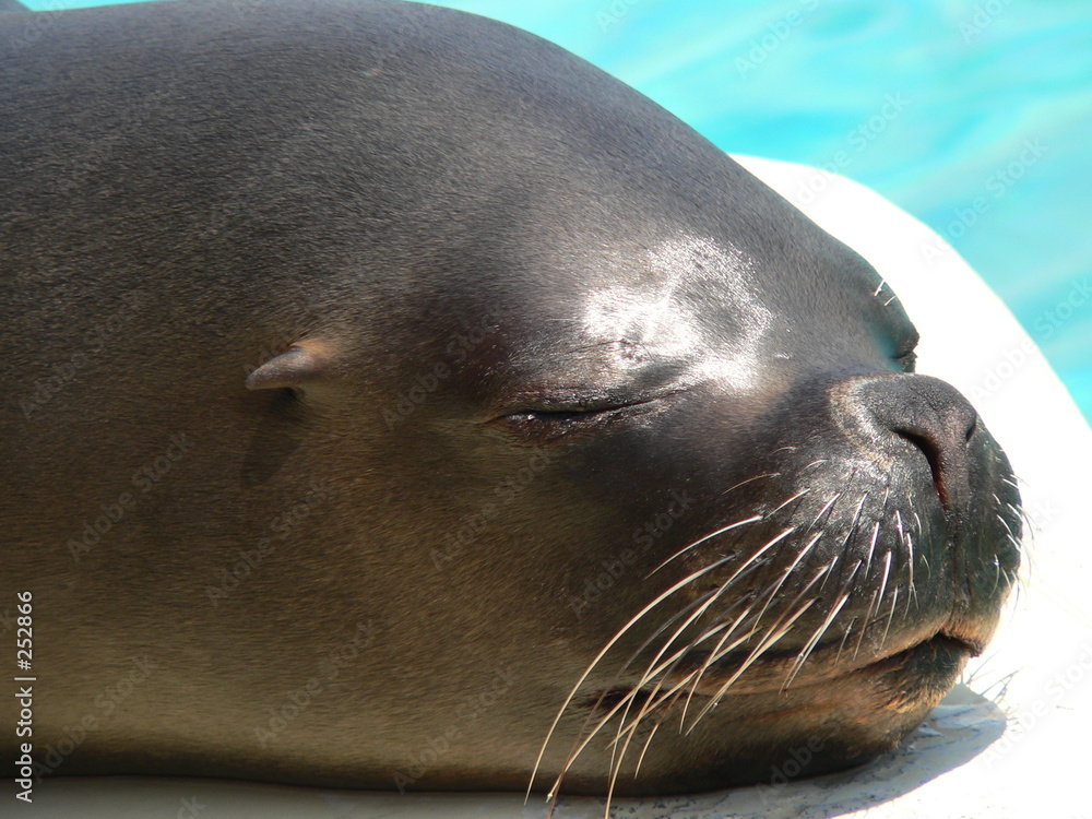 Obraz premium marineland - portrait d'otarie