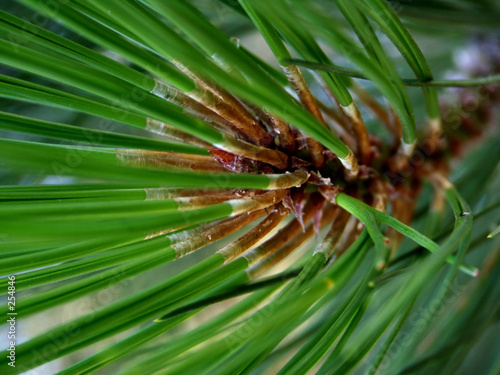 pine needles closeup