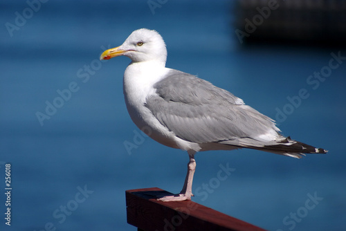 bird seagull