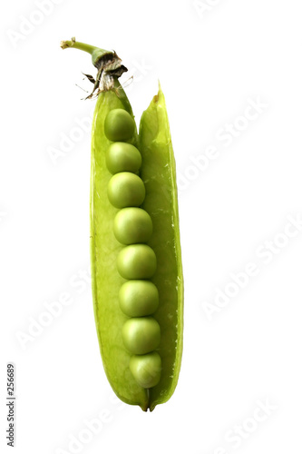 erbse