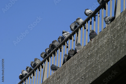 urban birds photo
