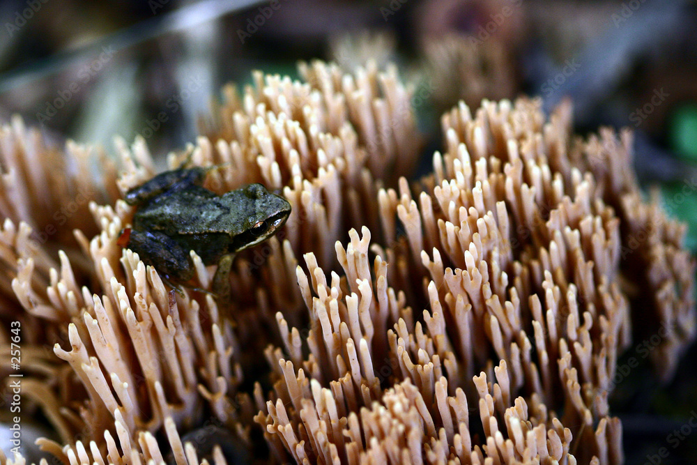 mushroom mushroom