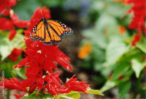 monarch butterfly on red flower