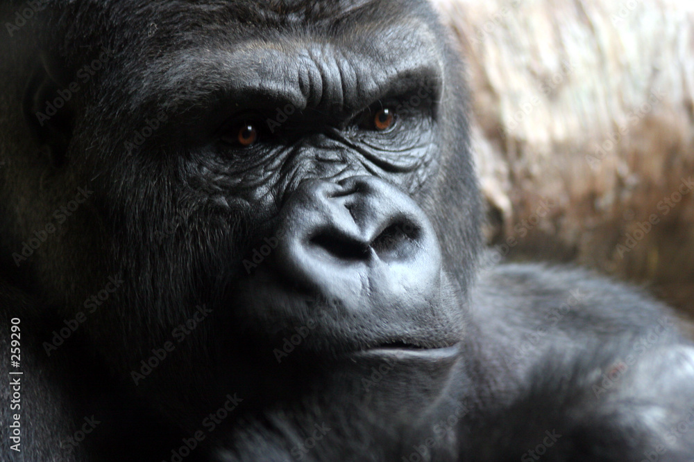 portrait of a male gorilla portrait of a male gorilla