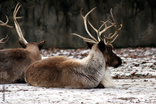 multiple reindeer laying in the snow