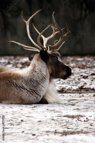 reindeer
